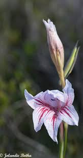 Image result for Gladiolus permeabilis
