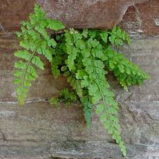 Image result for Asplenium uhligii