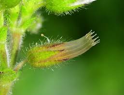 Image result for Cerastium glomeratum