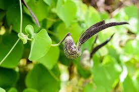 Fill the shady spots in your garden with a variety of plants that grow in shade including perennials, annuals, flowering shrubs, and trees. Choosing Zone 8 Vines For Shade Tips On Growing Vines In The Shade