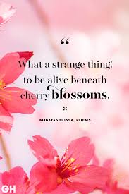Enjoy reading and share 40 famous quotes about cherry blossom with everyone. 40 Inspirational Spring Quotes Quotes For Welcoming Spring