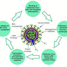 The difference is that the number of virus particles in your body has now been vastly amplified. The Life Cycle Of Influenza Virus Download Scientific Diagram