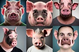 portrait photograph of human pig hybrid human face