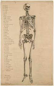 Human heart drawing, love art, anatomical drawing, anatomy art, heart anatomy drawing, medicine drawing, pencil drawing. Anatomical Drawing Of A Human Skeleton Science Museum Group Collection