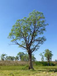 Image result for Sesbania quadrata