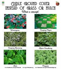 Dichondra repens is a small, prostrate, herbaceous plant native to new zealand and many parts of australia. A Great Alternative To Grass Or Mulch That You May Not Have Considered Plant An Edible Ground Cover Mint Creeping Creeping Thyme Edible Landscaping Plants