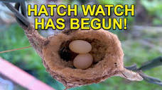 Sapphire's Eggs of Her Second Clutch Are About to Hatch! - YouTube