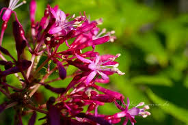 Lechlade library have 2 tubs of flowers outside the front door. Fuchsia Lechlade Gorgon Fuchsia Of The Week 43 2014 Fuchsiamania