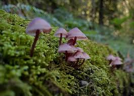 Image result for Ficalhoa laurifolia