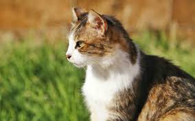 Dieser wird immer als toilette… daß katzen den eigenen garten meiden, halte ich für ein gerücht, denn unser kater mochte meine beete, für sein geschäft, ganz gerne. Katzen Vertreiben Ohne Qualerei Radio Rst