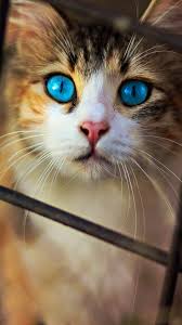 29 anime full hd wallpapers 1920x1080 anime 1920x1080 hd desktop wallpapers top free anime free wallpaper anime wallpaper hd landscape 1920x1080 akat animasi. Cute Cat Blue Eyes 4k Ultra Hd Mobile Wallpaper