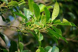 Image result for Chionanthus foveolatus