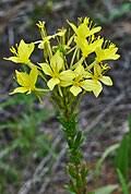Image result for Oenothera indecora