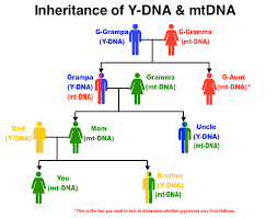 Dna Basic Primer