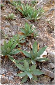 Cactus is a city in moore county, texas, united states, located along u.s. Agave Oteroi Asparagaceae Agavoideae A New Species From North Central Oaxaca Mexico