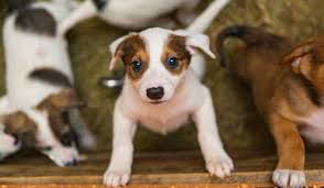 A shining smile, pretty accessories and a professional photo can truly make click here to see how you can help your animal rescue community and also find a list of kansas city area rescues and shelters. Where You Can Help Animals In The Kansas City Area 360kc