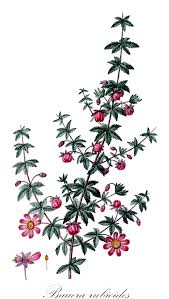 Image result for Cunoniaceae