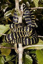 Sulawesi Mangrove Snake Boiga Dendrophila Gemmicincta Snake Scary Snakes Amphibians
