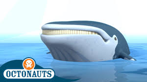 Humpback whales can grow to as long as 50ft (15m) and weigh about 36 tons. Octonauts The Humpback Whales Cartoons For Kids Underwater Sea Education Youtube