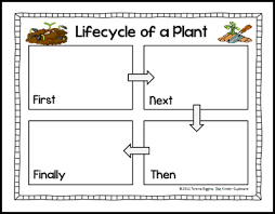 Life Cycle Of A Plant Freebie From The Kinder Cupboard