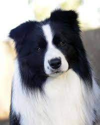 Border Collies Border Collie Breeders Border Collie Collie
