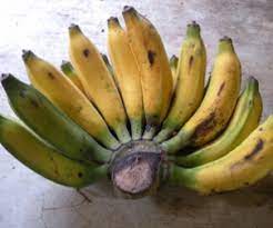 Teknik budidaya pisang raja bulu di desa talaga teknik budidaya pisang raja bulu yang dilakukan. All Fresh