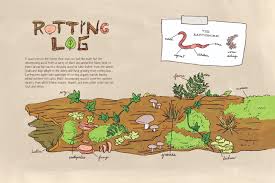 Image result for nature anatomy