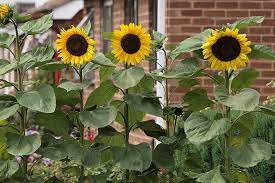 Some varieties also have good heat tolerance, making them ideal for the southern end of the plant's growing zones. How To Plant And Grow Sensational Sunflowers Gardener S Path