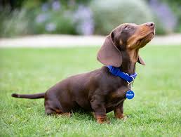 Dachshunds are a low maintenance dog and great travellers. Dachshund Temperament Lifespan Grooming Training Petplan