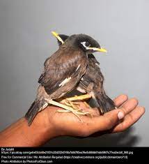 Mynah Birds Master Mimics Flamingpurplejellyfish