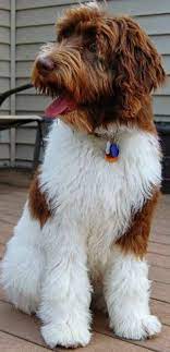 The mini labradoodle is a smaller version of one of the world's favorite mixes! Cathy Saunders Cathysaunders71 Profile Pinterest
