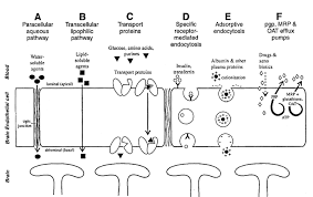 Mastectomia profilactică este o opțiune chirurgicală pentru persoanele cu risc sporit de cancer mamar. Https Link Springer Com Content Pdf 10 1007 2f978 88 470 0440 5 Pdf