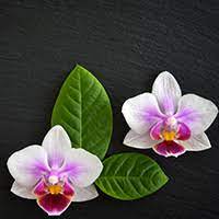Get access to exclusive content and experiences on the world's largest membership platform for artists and creators. Spirit Of Aloha Ingrid Drews Stuttgart