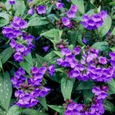 We carry an extensive selection of annual flower seeds and plants, perennial flower seeds, bedding plants and cut flower seed varieties. Delphinium Better Homes Gardens