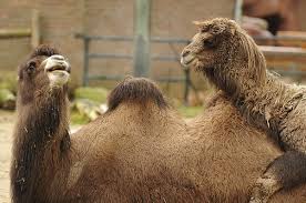 Camel and merchant ऊ ट और व य प र hindi kahaniya story panchtantra stories for kids. 21 Couples Whose One Night Stands Led To True Love
