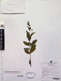 Image result for Aeollanthus suaveolens