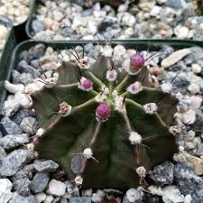 Gymnocalycium Friedrichii Planet Desert Suculentas Cactos E Suculentas Cactos