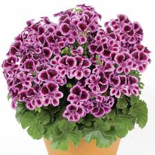 Pin On Flowers And Garden