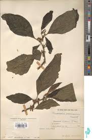 Image result for Loudetia kagerensis