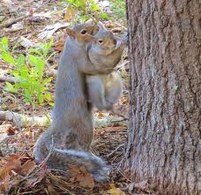 Img 1096 Viewbug Com Cute Animals Animals Beautiful Cute Squirrel