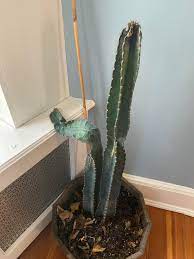 5 / 5 316 мнений. Can I Bring My Cactus Back To Life It Got Too Cold Outside And My Cactus Got Soft And Fell Over The Other Turned Black Just At The End Any Advice On