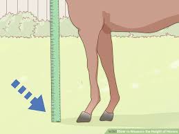 How To Measure The Height Of Horses 11 Steps With Pictures