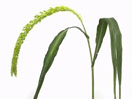 Image result for Setaria italica