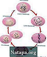 Check spelling or type a new query. Perbezaan Antara Mitosis Dan Meiosis Perbezaan Antara 2021