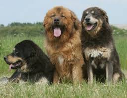 Tibetan Mastiff Health Problems Feeding