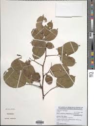 Image result for Dalbergia bracteolata