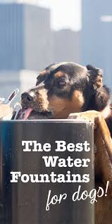 Providing Your Dog With Access To Clean Fresh Drinking Water At All Times Is An Absolute Must Proper Hydration Is Esse Dog Water Fountain Dogs Water Fountain