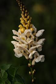 Image result for Thomandersia