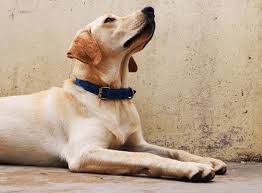 Olney Dog Spas: A Dog's Dream Come True? - Blog