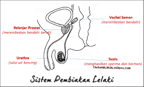 Dalam sistem pembiakan lelaki pematangan sperma berlaku di sini. Sistem Pembiakan Lelaki